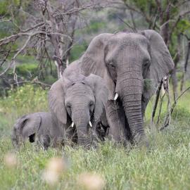 F. Malby-Anthony’s Memoir of Conservation and Inspiration